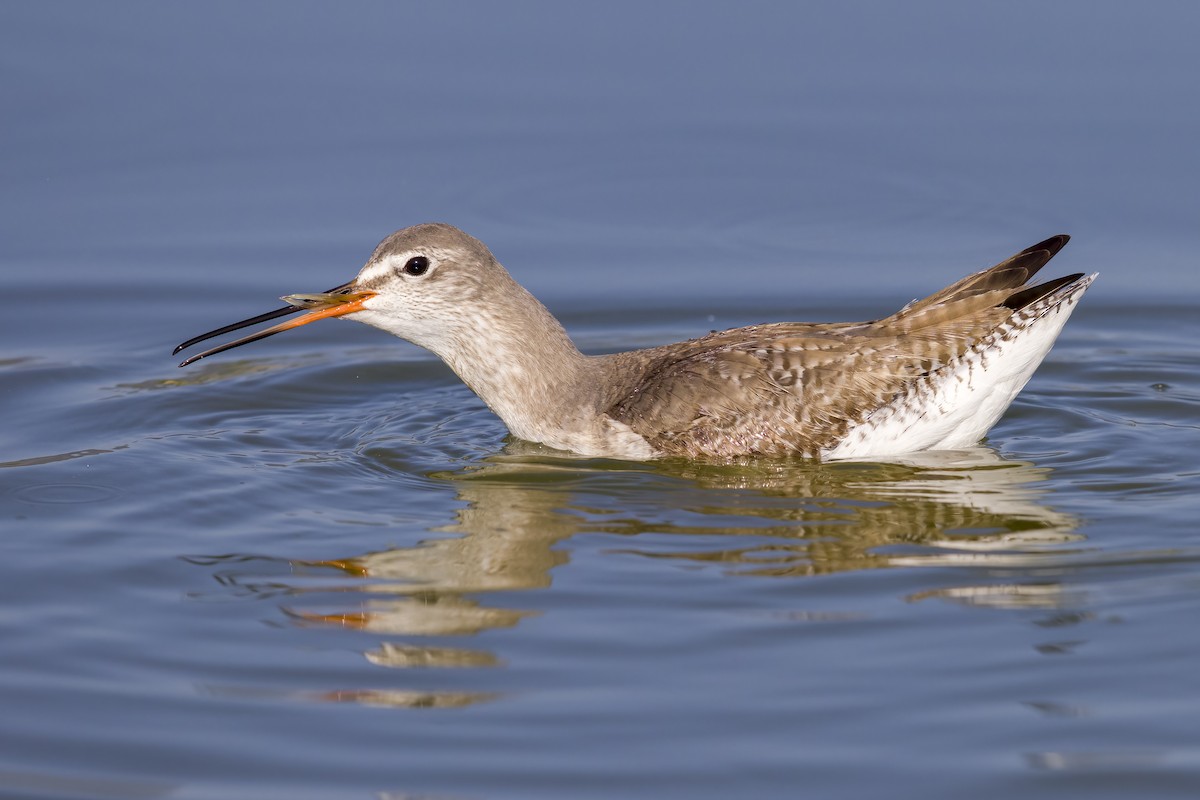 Spotted Redshank - ML543648701