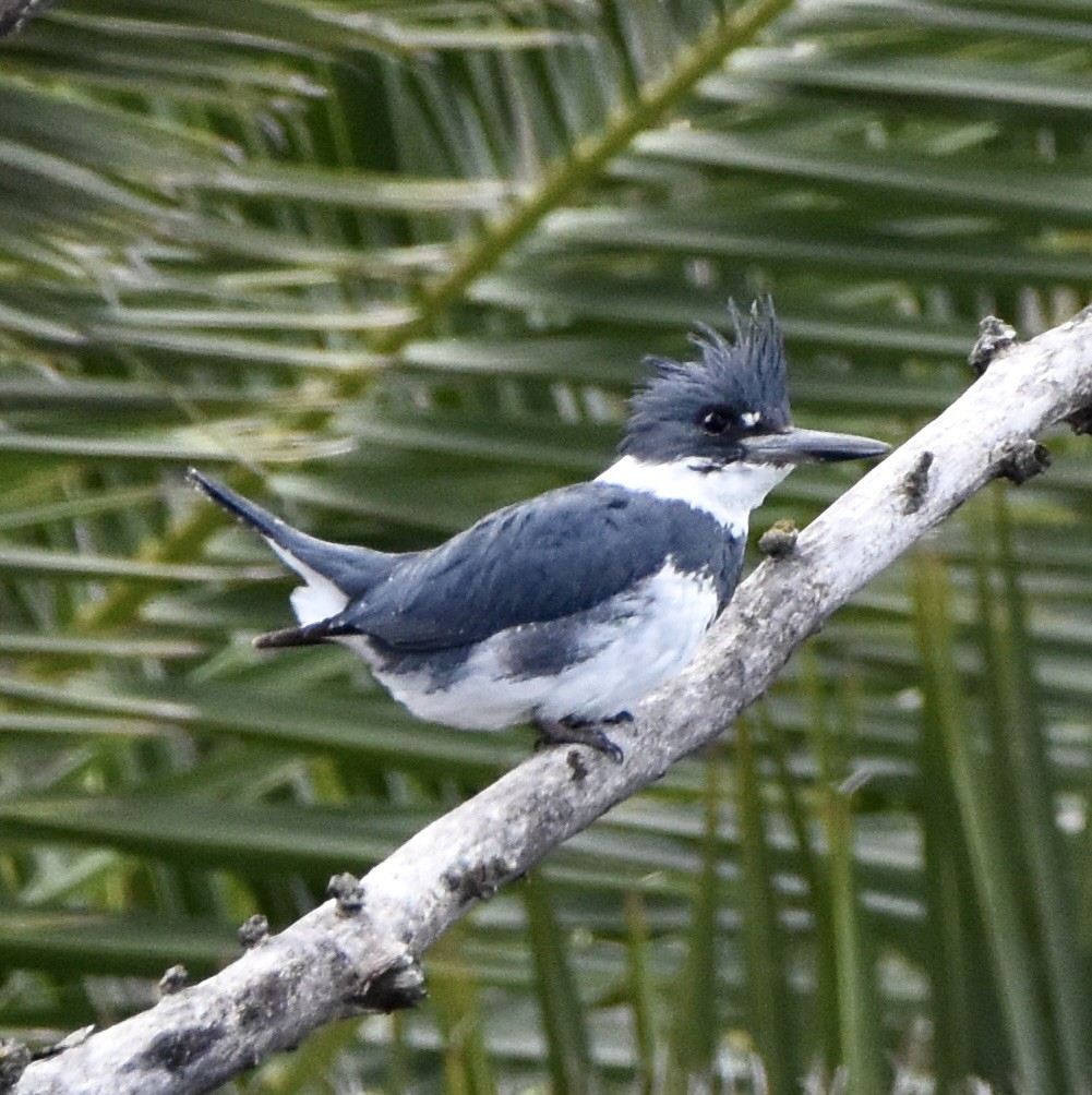 Belted Kingfisher - ML543659031