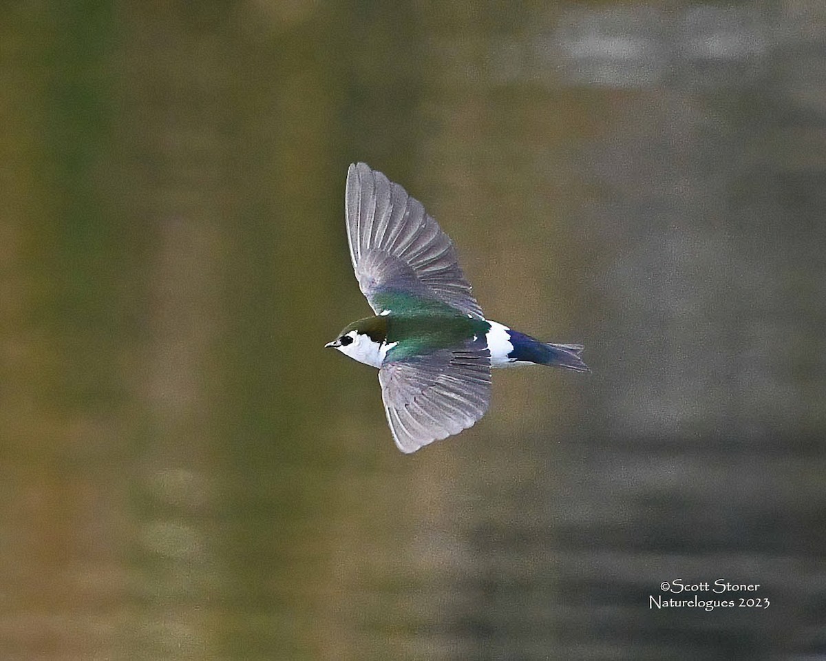 Violet-green Swallow - Scott Stoner