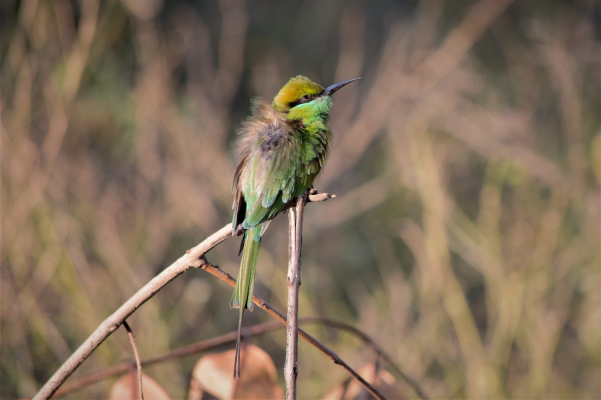 Asian Green Bee-eater - ML543663531