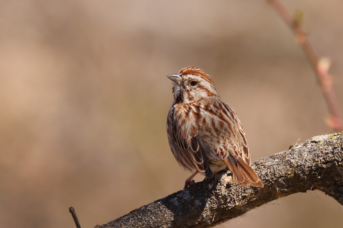 Song Sparrow - Andy Wilson