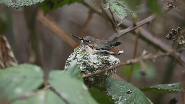 Allen's Hummingbird - ML543669811