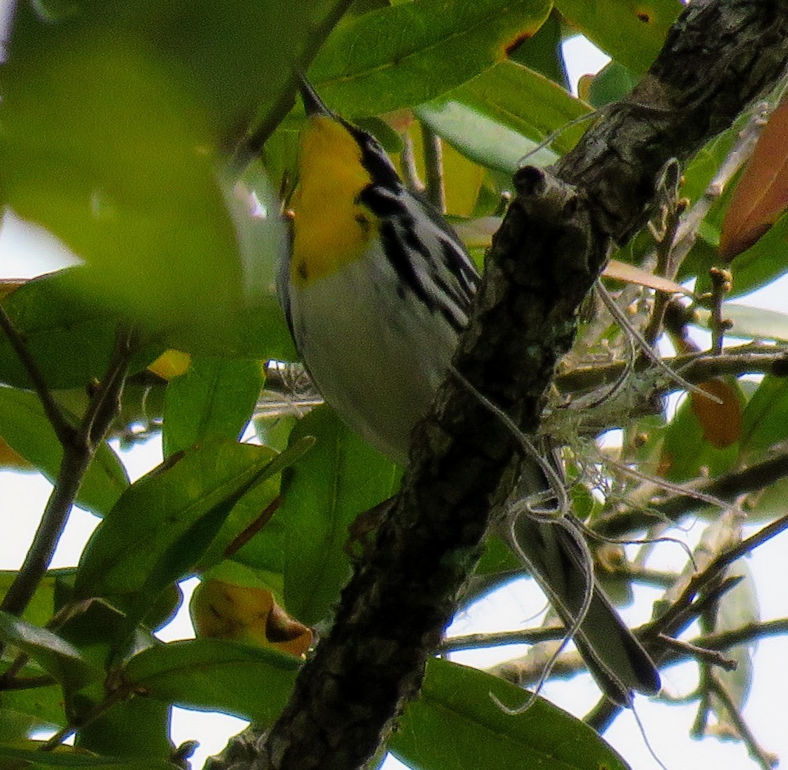 Yellow-throated Warbler - ML543672291