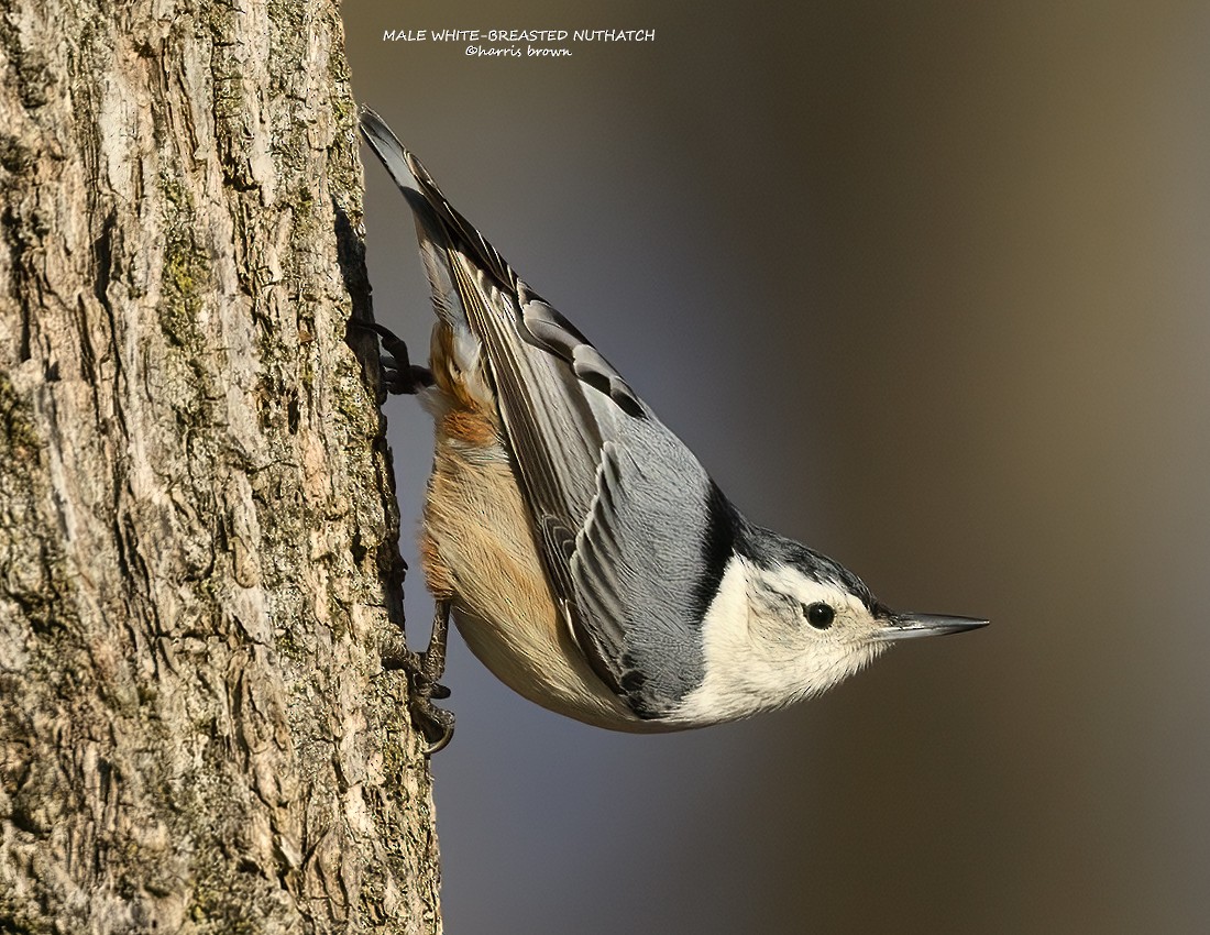 White-breasted Nuthatch - Harris Brown