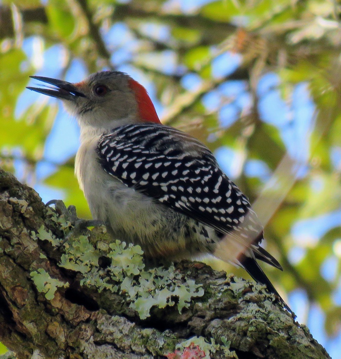 Red-bellied Woodpecker - ML543673031