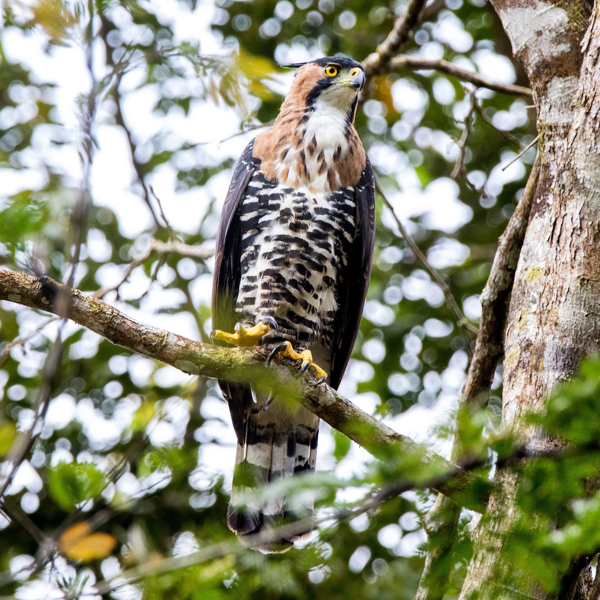 Ornate Hawk-Eagle - Isaias Morataya