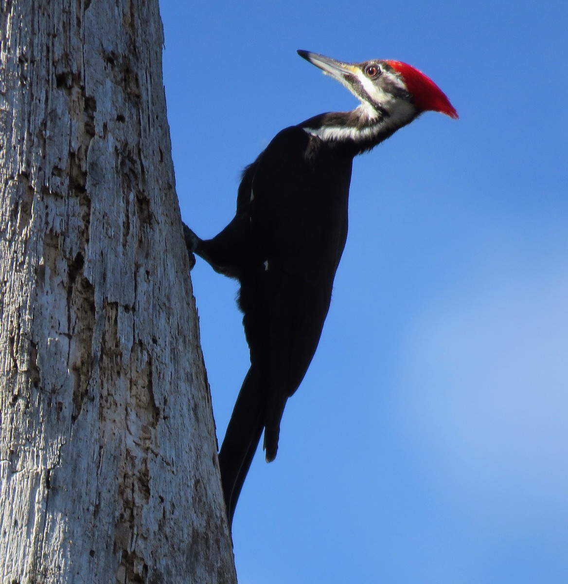 Pileated Woodpecker - ML543674031