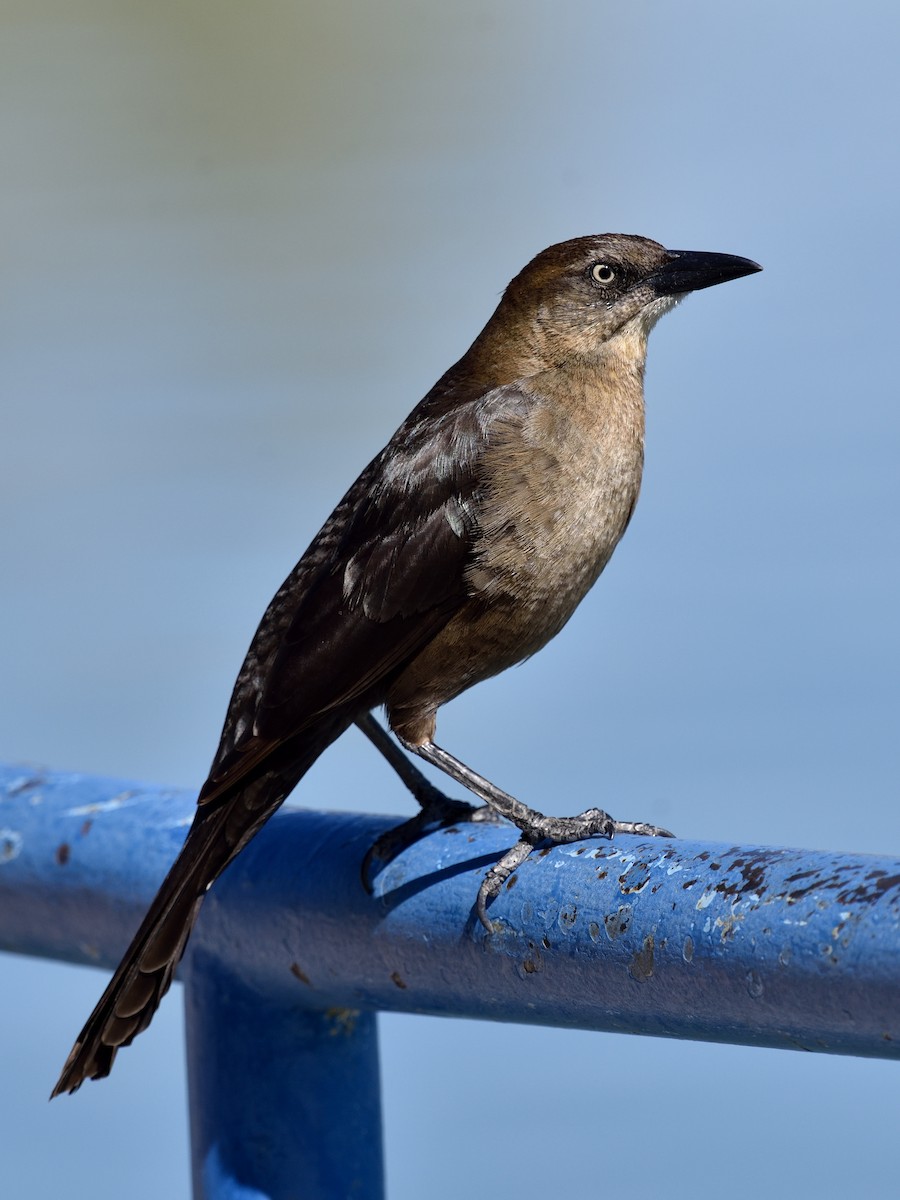Great-tailed Grackle - ML543680201