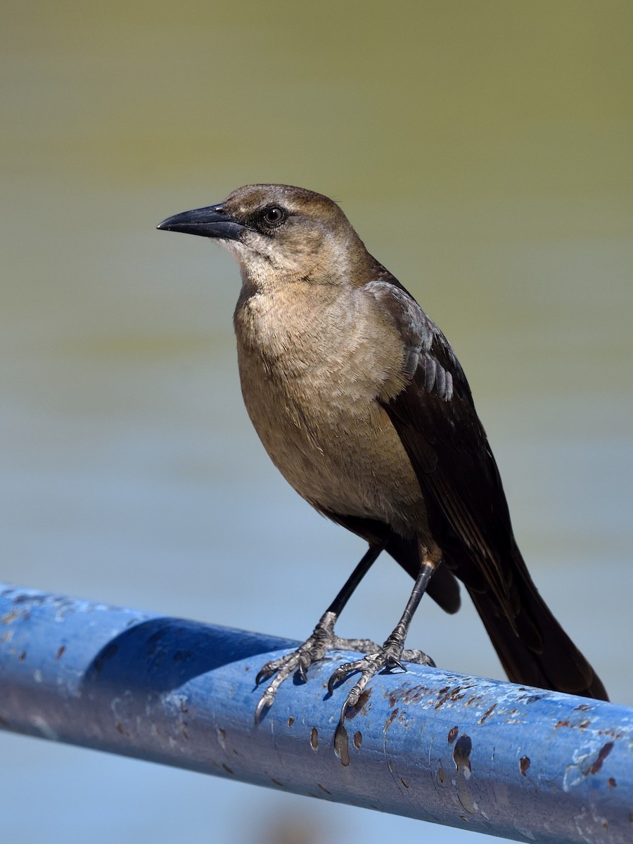 Great-tailed Grackle - ML543680581