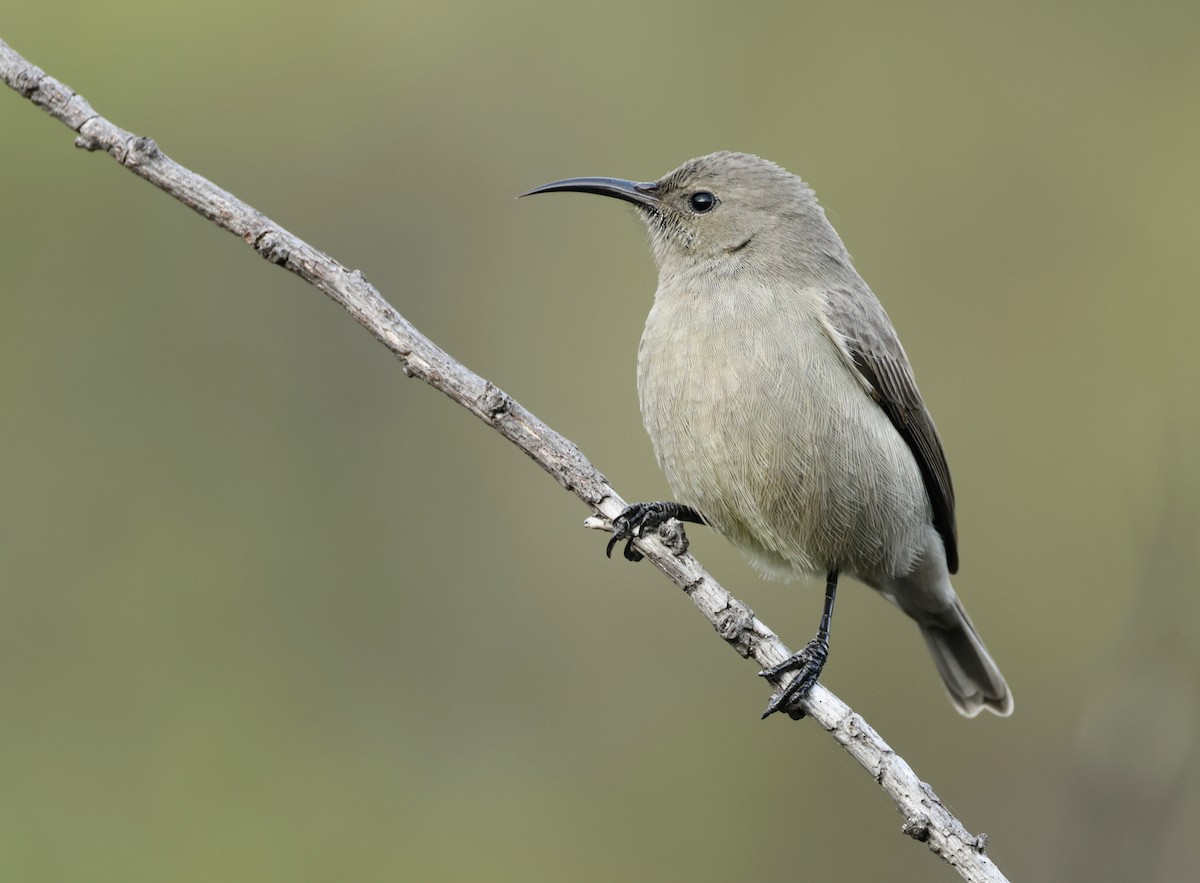 Southern Double-collared Sunbird - ML543684531