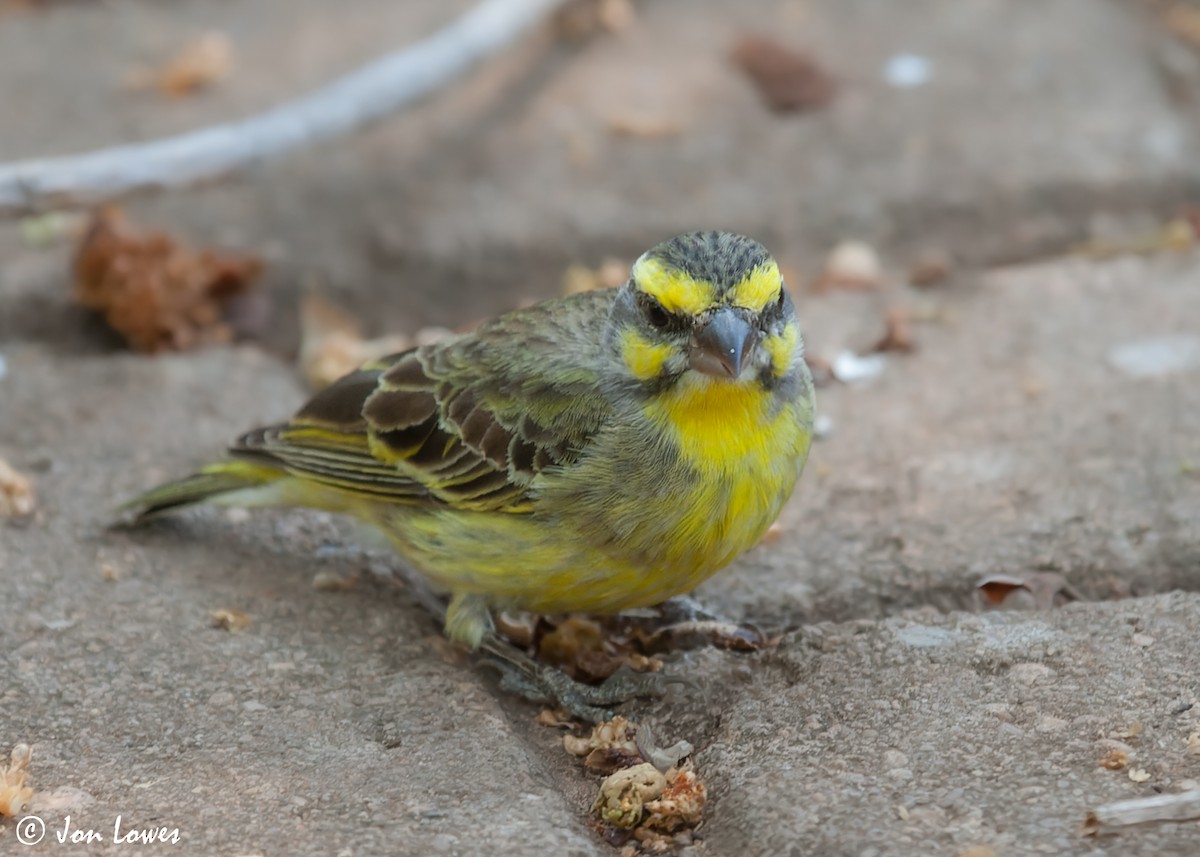 Yellow-fronted Canary - ML543685521
