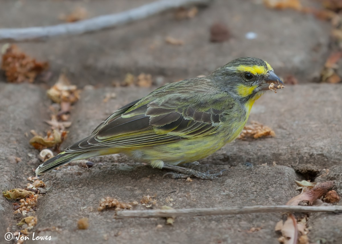 Yellow-fronted Canary - ML543685531