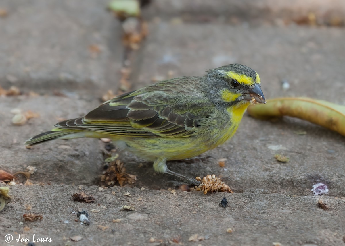 Yellow-fronted Canary - ML543685541