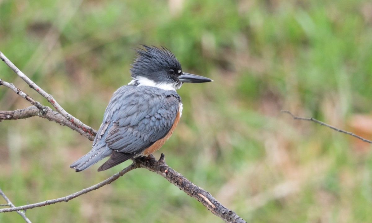 Belted Kingfisher - ML54368561