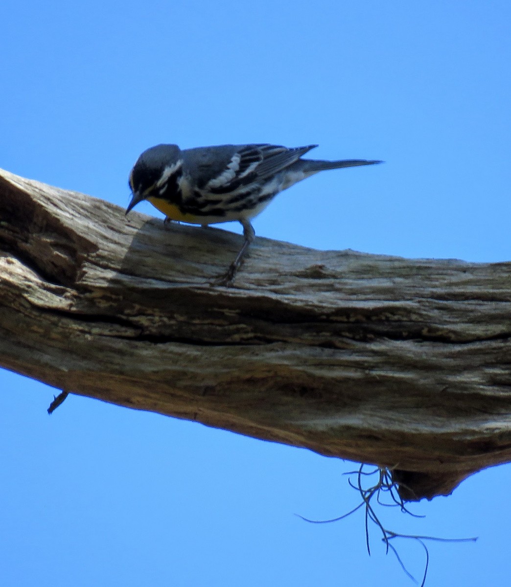 Yellow-throated Warbler - ML543686171