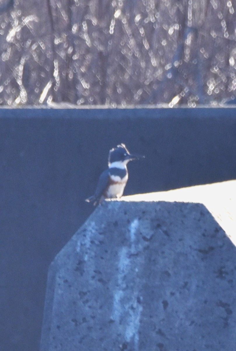 Belted Kingfisher - ML543688191