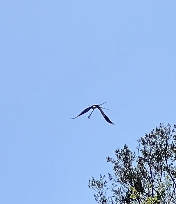 Swallow-tailed Kite - ML543693241