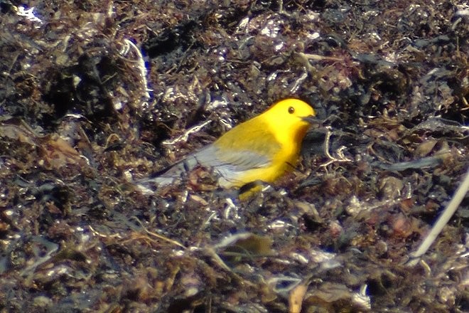 Prothonotary Warbler - ML54369561