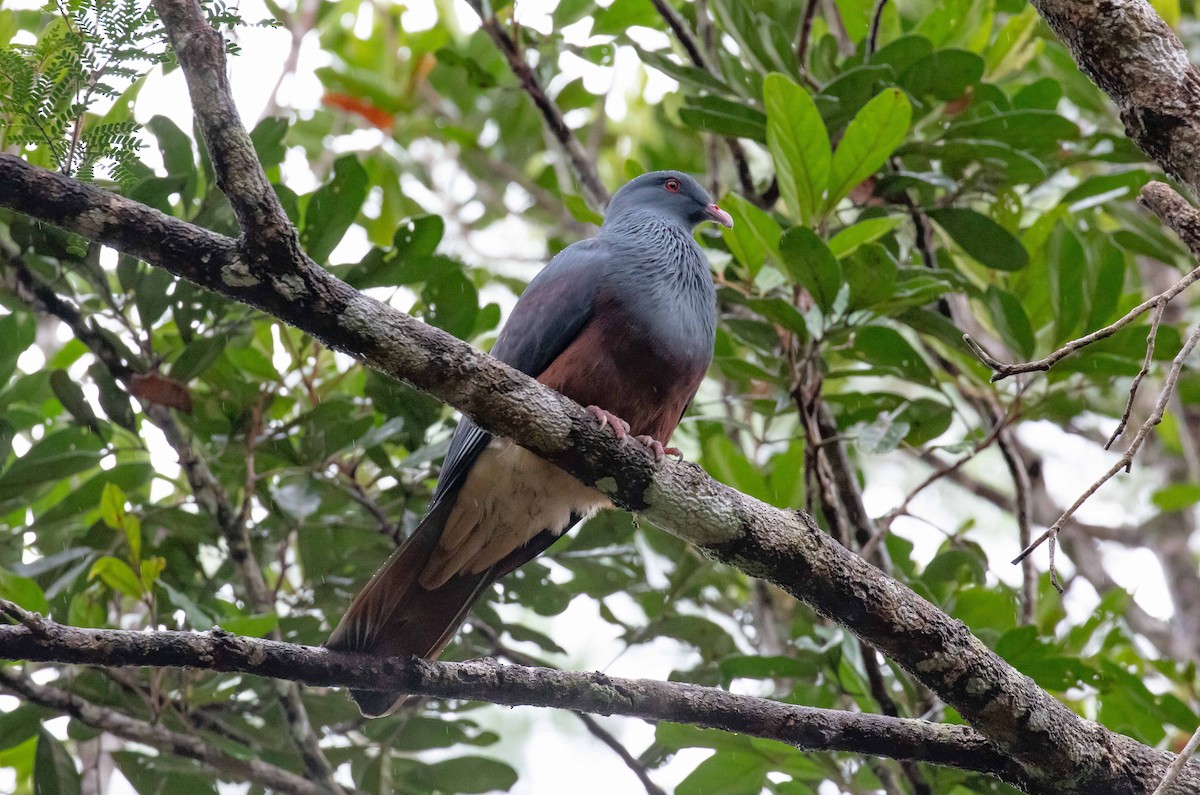 New Caledonian Imperial-Pigeon - ML543699041