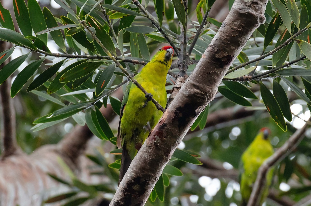 New Caledonian Parakeet - ML543699201