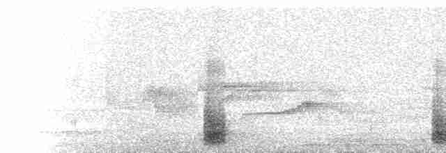  - Nilgiri Laughingthrush