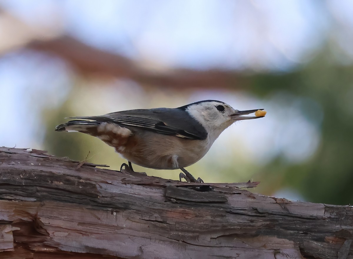 White-breasted Nuthatch - ML543701391