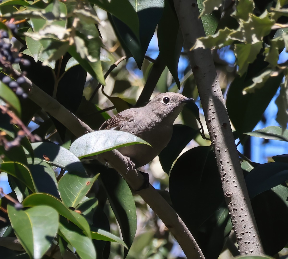 Townsend's Solitaire - Tom Benson