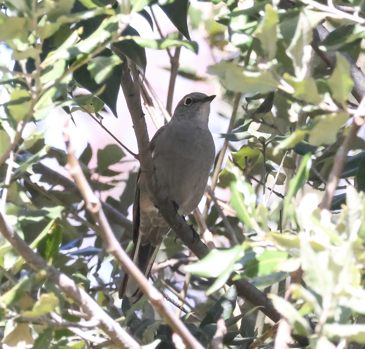 Townsend's Solitaire - ML543701431