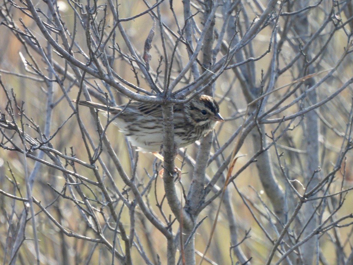 Savannah Sparrow - ML543702681