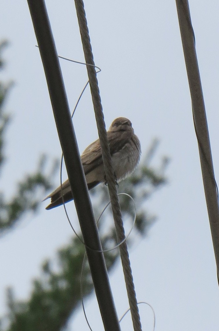 Northern Rough-winged Swallow - Amanda Kallenbach