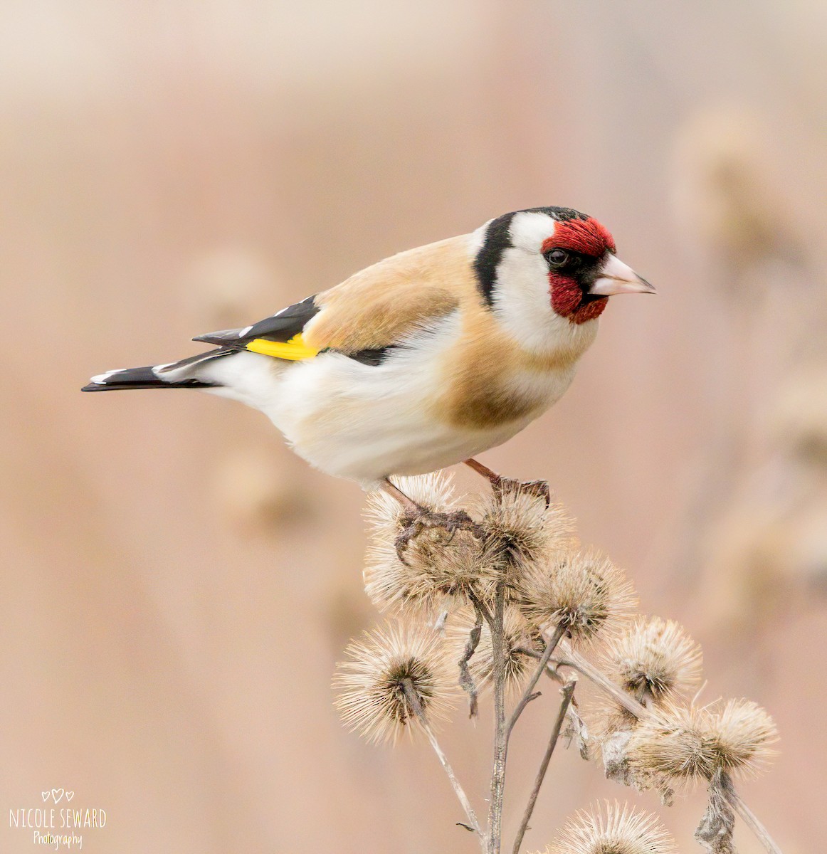 European Goldfinch - Nicole Seward