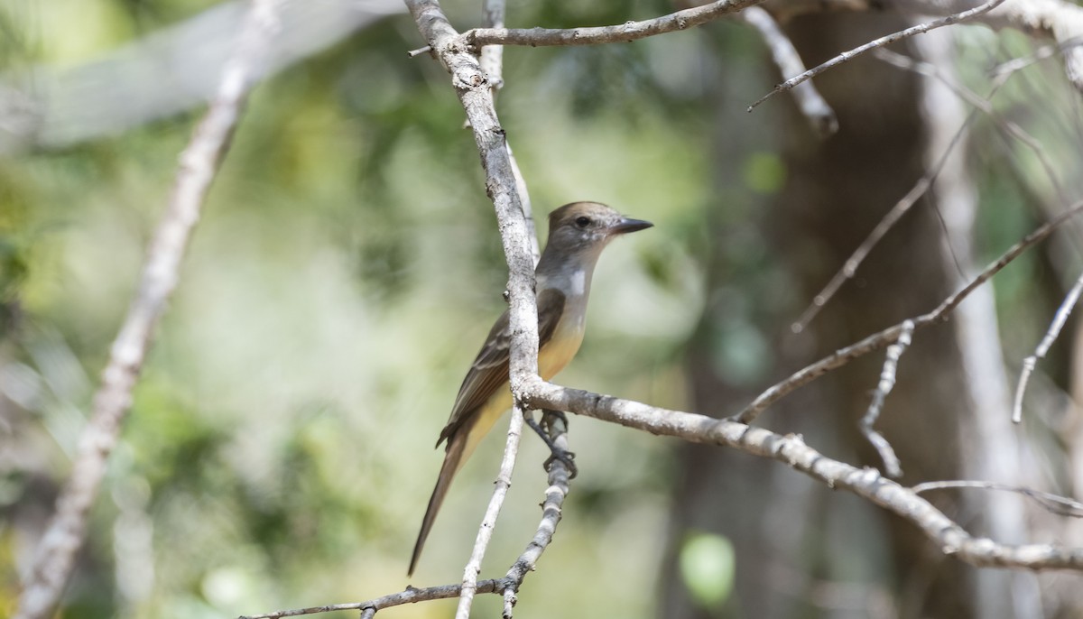 Great Crested Flycatcher - ML543707381