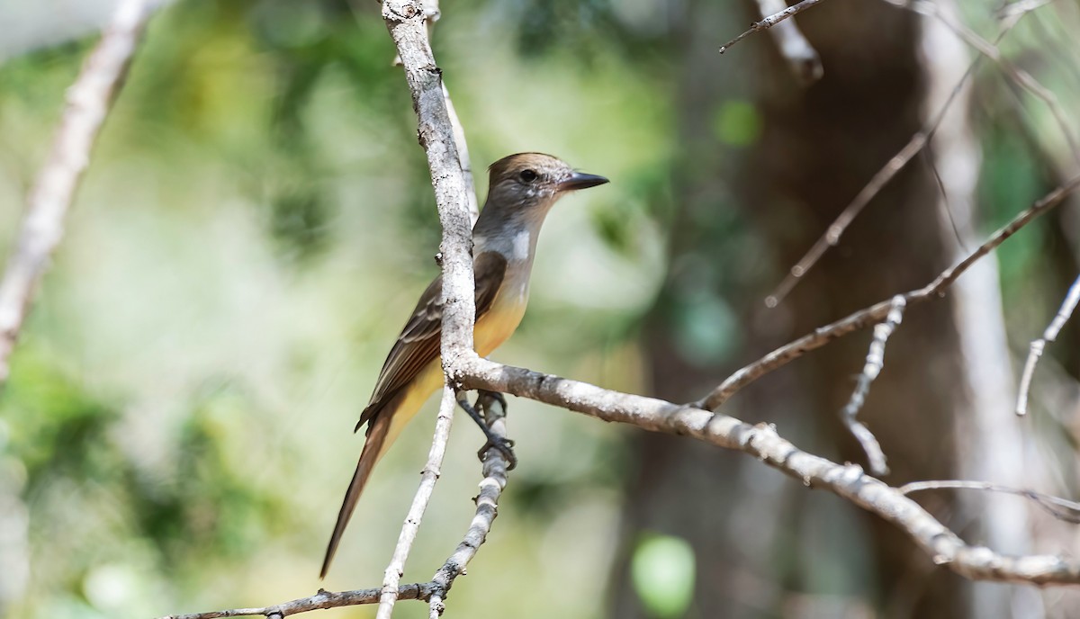 Great Crested Flycatcher - ML543707461