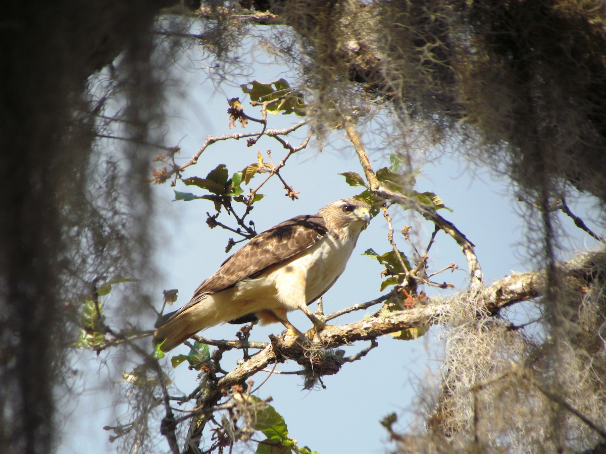 Red-tailed Hawk - Chico Muñoz