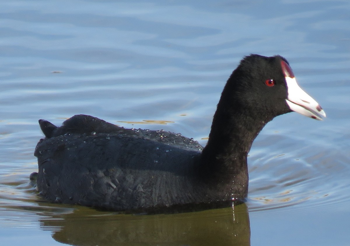 American Coot (Red-shielded) - ML54371881