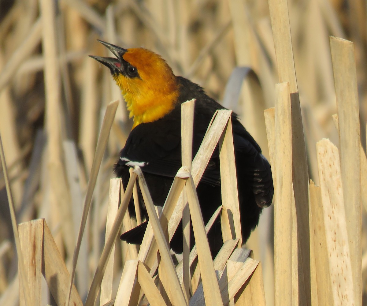 Yellow-headed Blackbird - Jan Thom