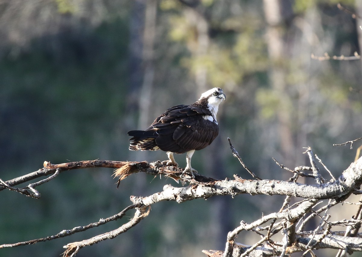 EBird Checklist 8 Mar 2023 Putah Creek Fishing Access 3 36 Species