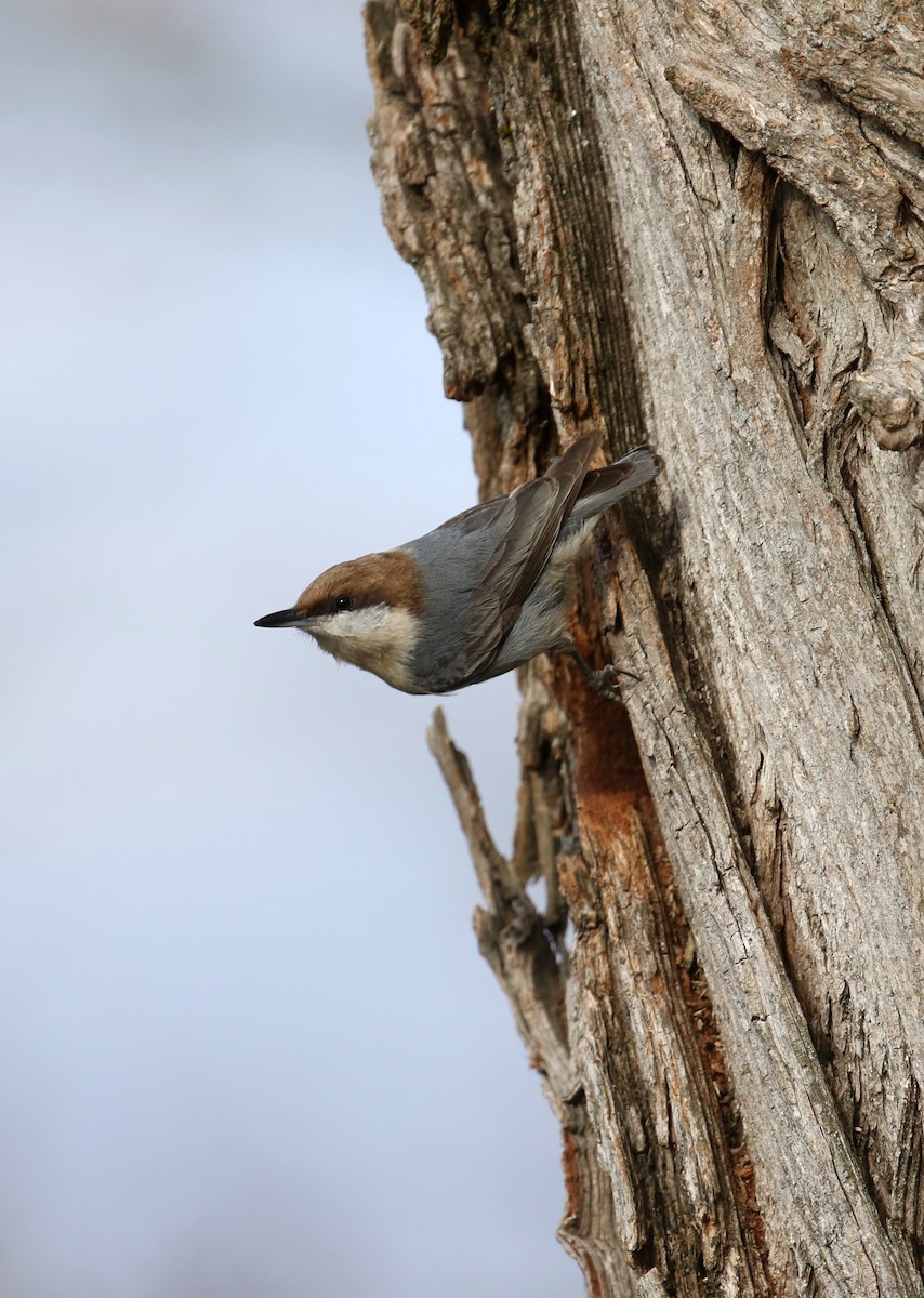 Brown-headed Nuthatch - ML543724721