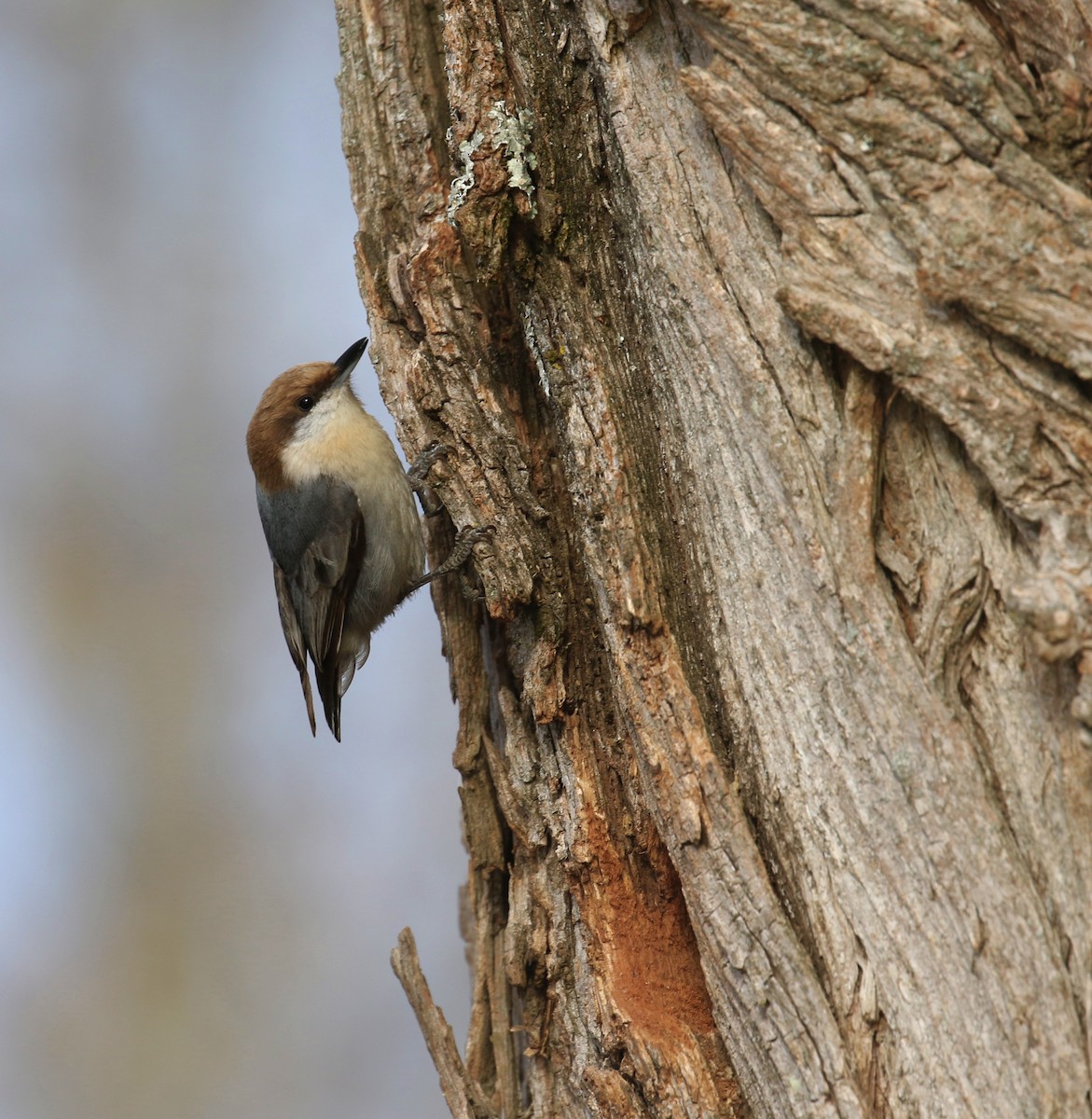Brown-headed Nuthatch - ML543724731