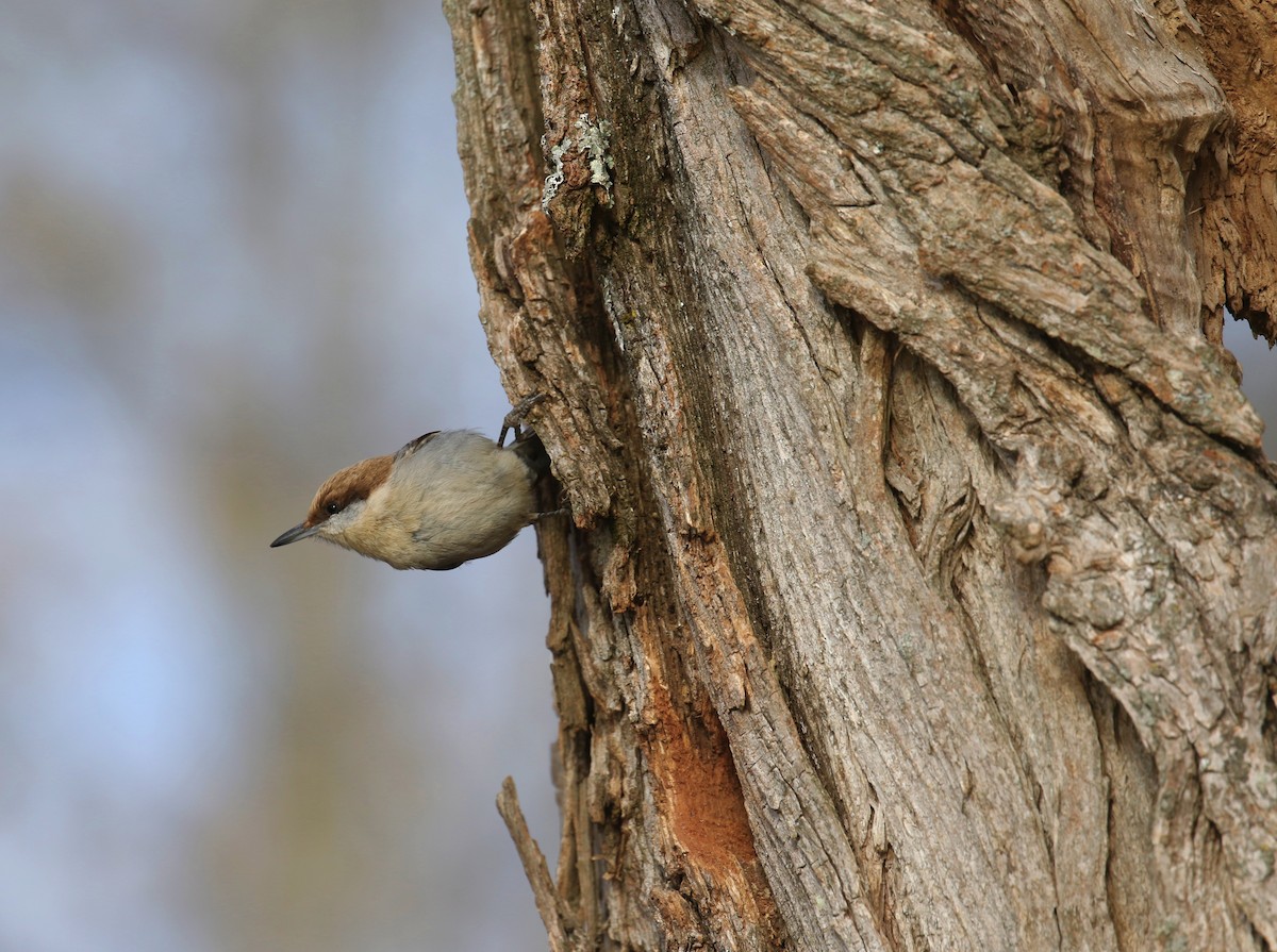 Brown-headed Nuthatch - Sujata roy