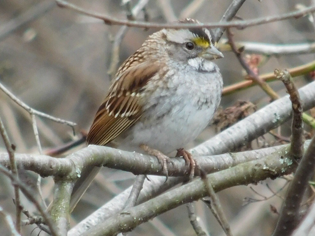 White-throated Sparrow - Thomas Mudd