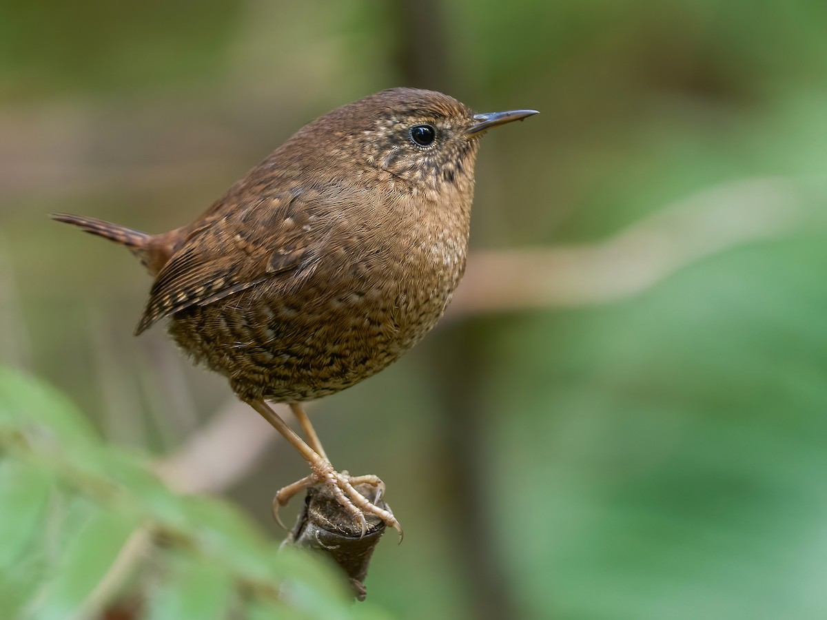 Pacific Wren - Troglodytes pacificus - Birds of the World