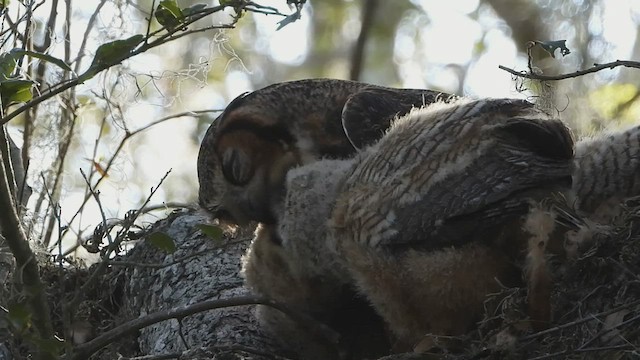 Great Horned Owl - ML543726781
