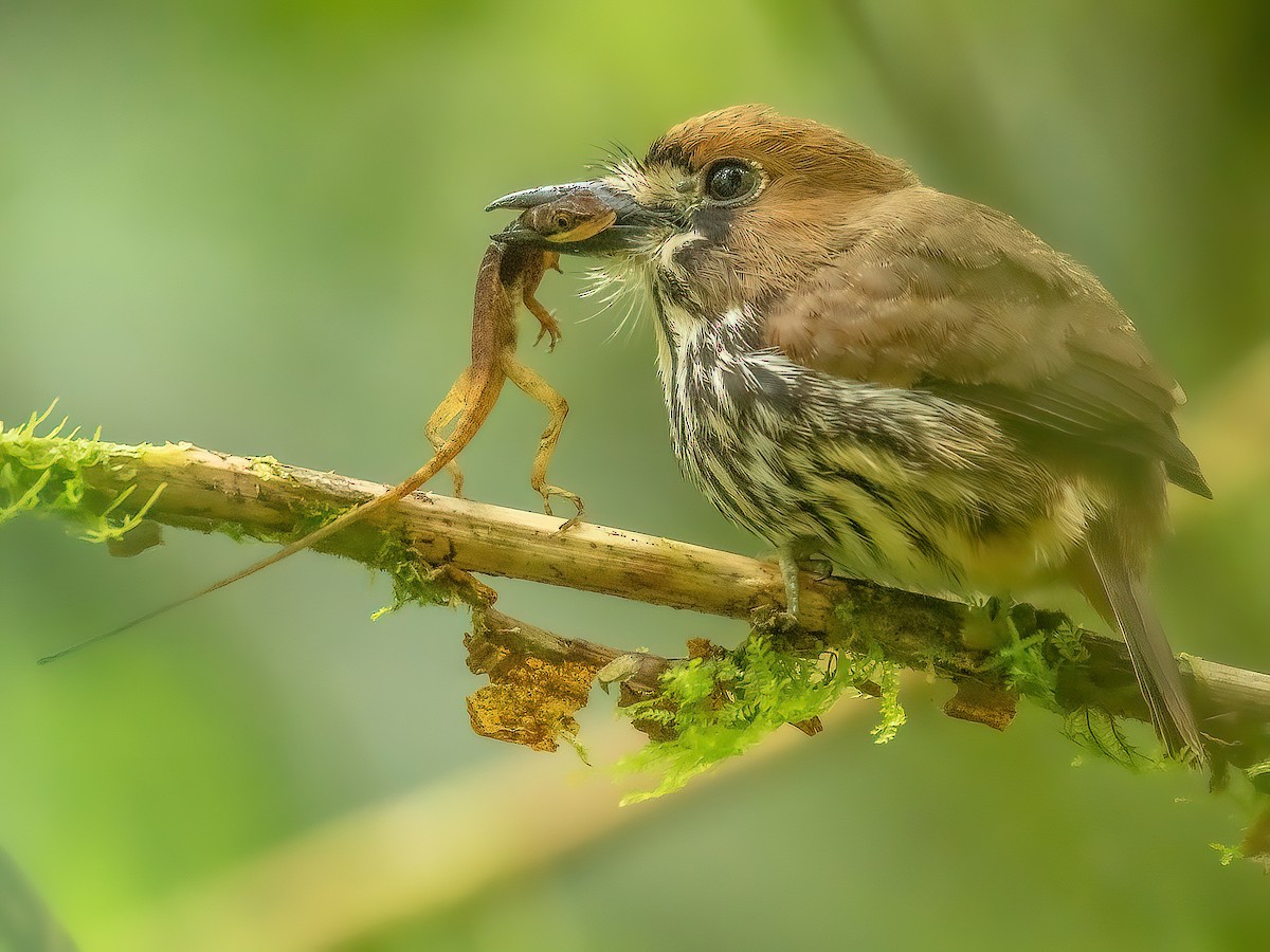 Lanceolated Monklet - Micromonacha lanceolata - Birds of the World