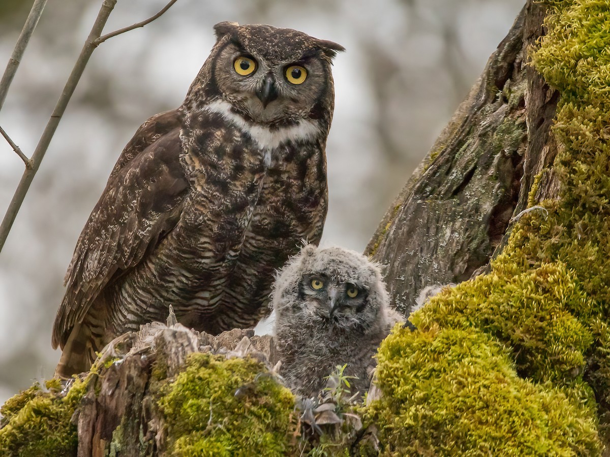 All about birds great horned owl sale