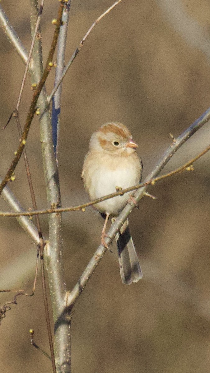Field Sparrow - Steve Luke