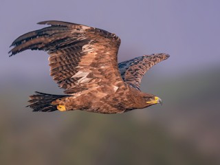  - Steppe Eagle