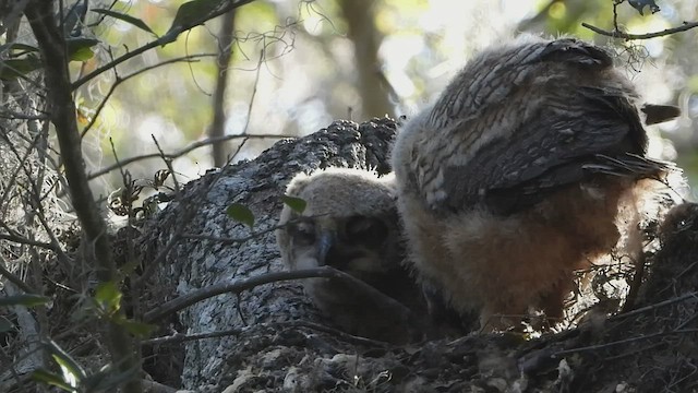 Great Horned Owl - ML543734031