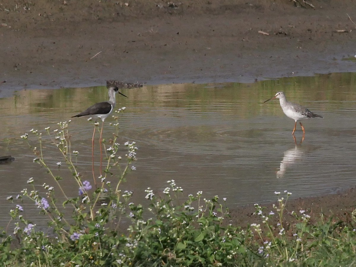 Spotted Redshank - Chris Wills