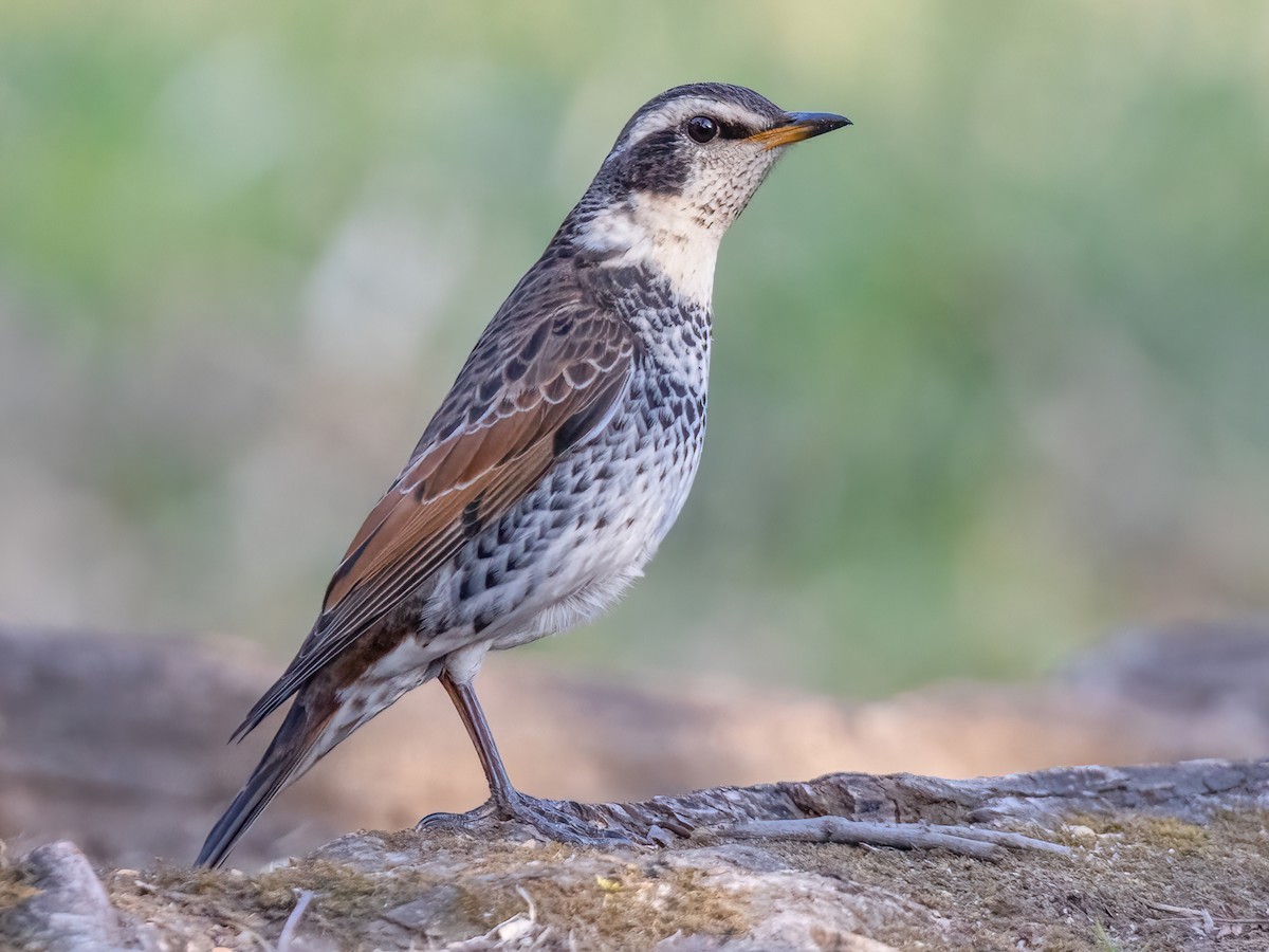 Dusky Thrush - Turdus eunomus - Birds of the World